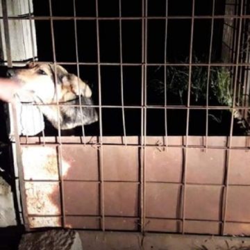 Maltrato animal: piden la liberación de perros «presos»