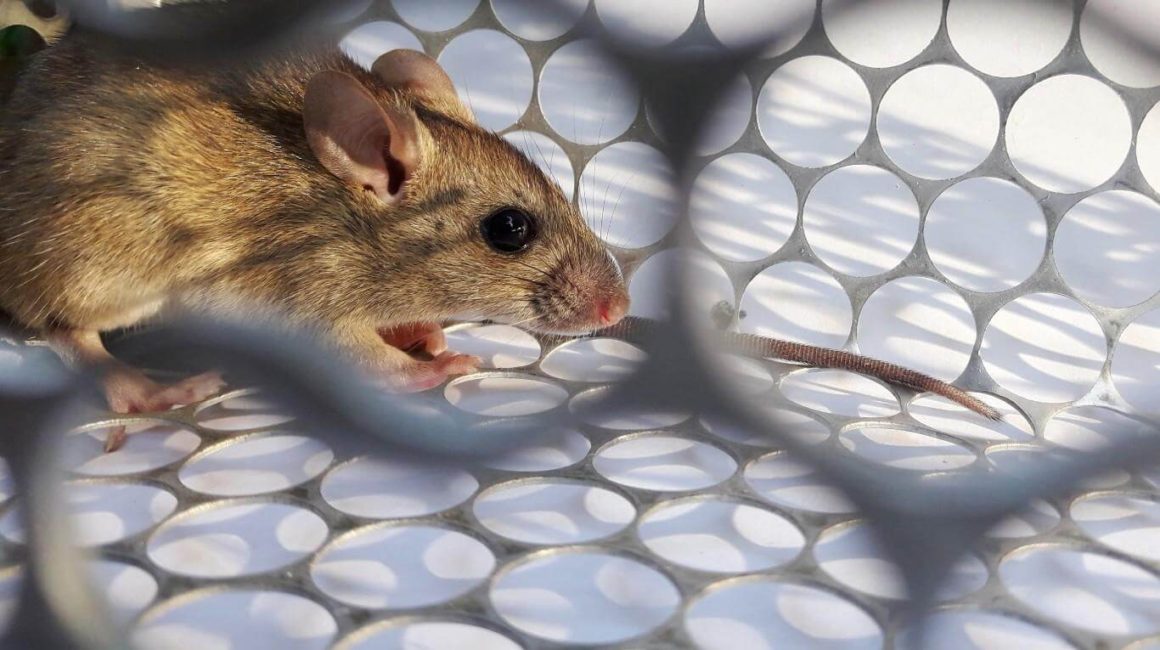 Hantavirus: hay dos muertos y 13 casos confirmados en la provincia de Buenos Aires