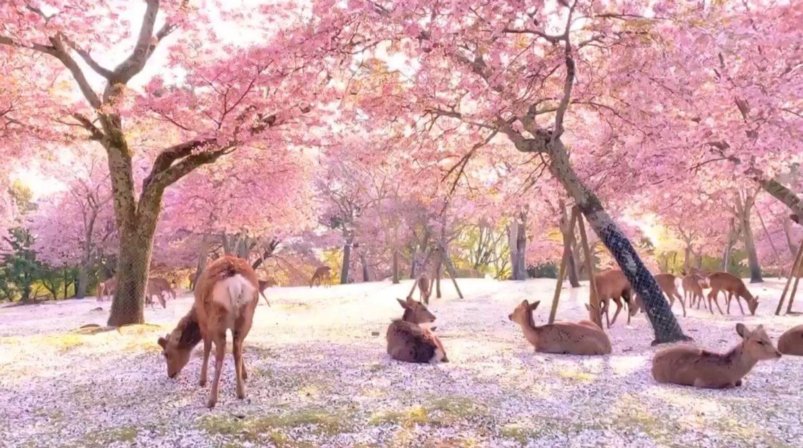 Coronavirus en Japón: decenas de ciervos descansan bajo los cerezos en flor