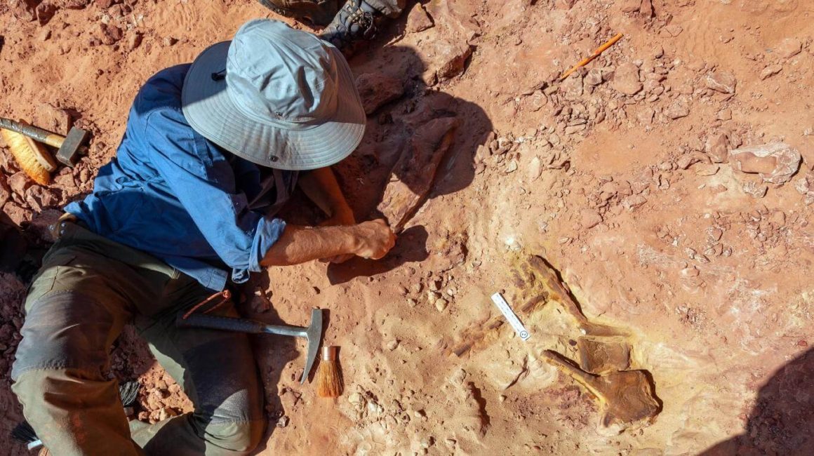 Encontraron nuevos fósiles de un dinosaurio depredador que nadó en los ríos de África