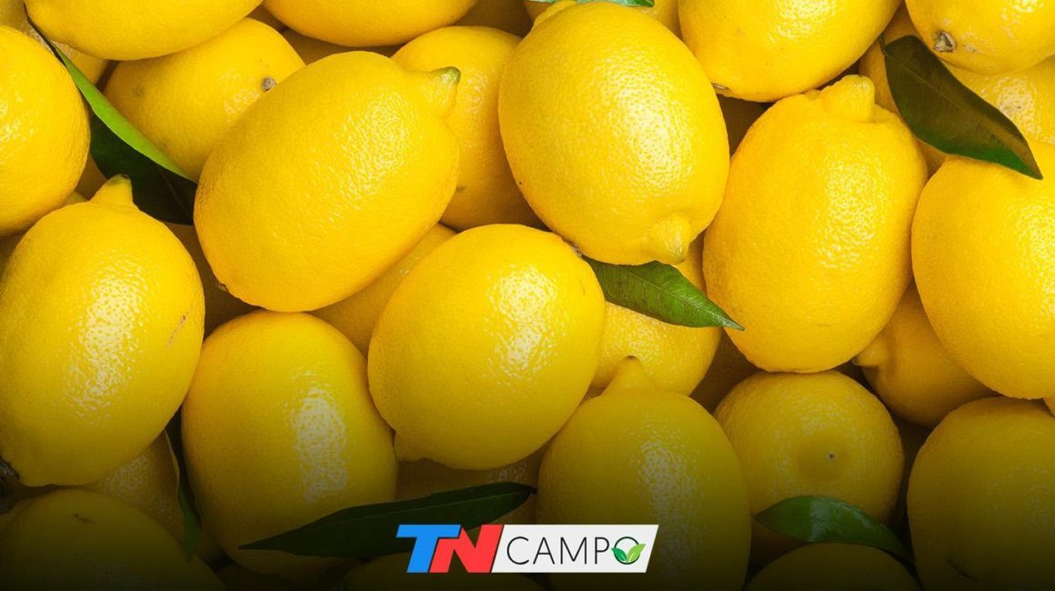 La Argentina exportará limones a China por primera vez en la historia