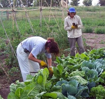 En Moreno prohíben el uso de agroquímicos para la producción de alimentos