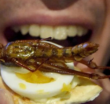 Disculpe, hay insectos en mi plato