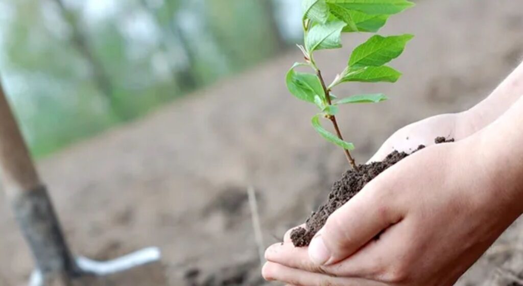 El 24M plantamos memoria: algunos consejos para tener en cuenta