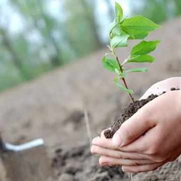 El 24M plantamos memoria: algunos consejos para tener en cuenta