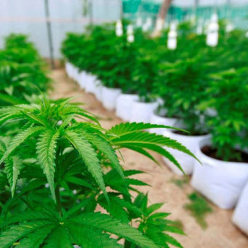 ¿Se viene la industria nacional de cannabis medicinal?