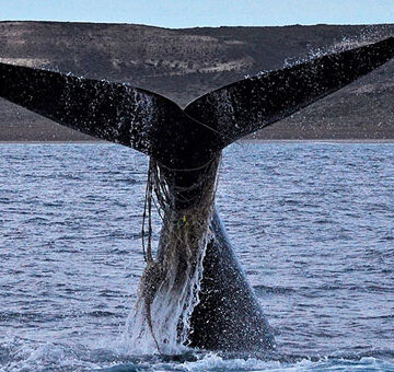 Aumenta el número de ballenas «enmalladas» con redes y sogas por la actividad pesquera