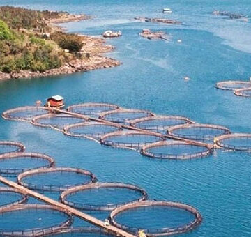 Histórico: Argentina se convirtió en el primer país del mundo en prohibir la cría de salmones