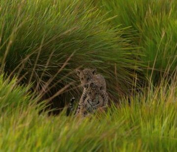 Siete décadas después, el yaguareté vuelve al Parque Iberá de Argentina