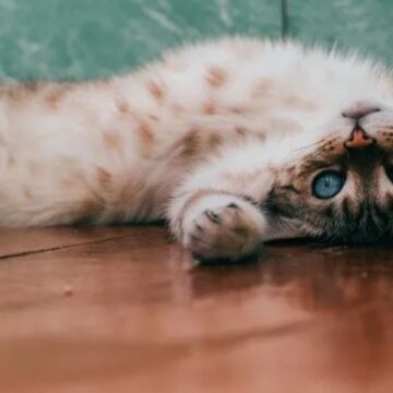 Estudio: Es probable que todos los gatos domésticos tengan rasgos psicopáticos