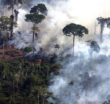 Brasil: Deforestación récord de la selva amazónica