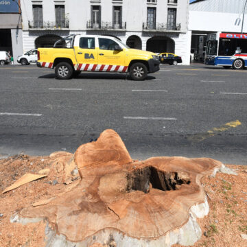 Denuncian que el Gobierno porteño taló 70 árboles en la obra del Metrobus del Bajo