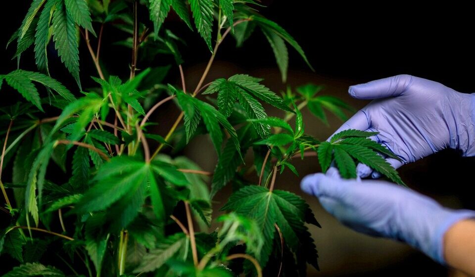 Cannabis medicinal: la Corte escuchó argumentos sobre autocultivo en la segunda audiencia pública