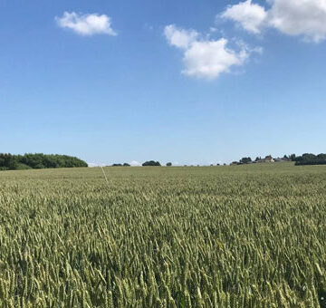 Las enzimas asoman como nuevas protagonistas de la bioagricultura