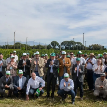 Jujuy: principal productor de cannabis medicinal en América Latina